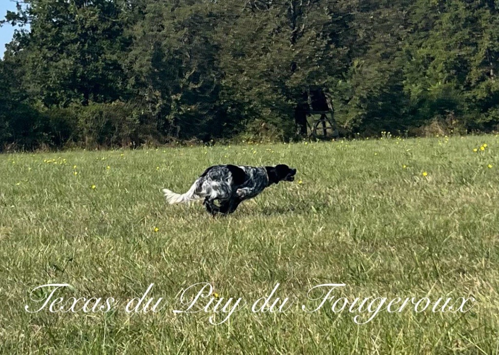 TR. Texas Du Puy Du Fougeroux