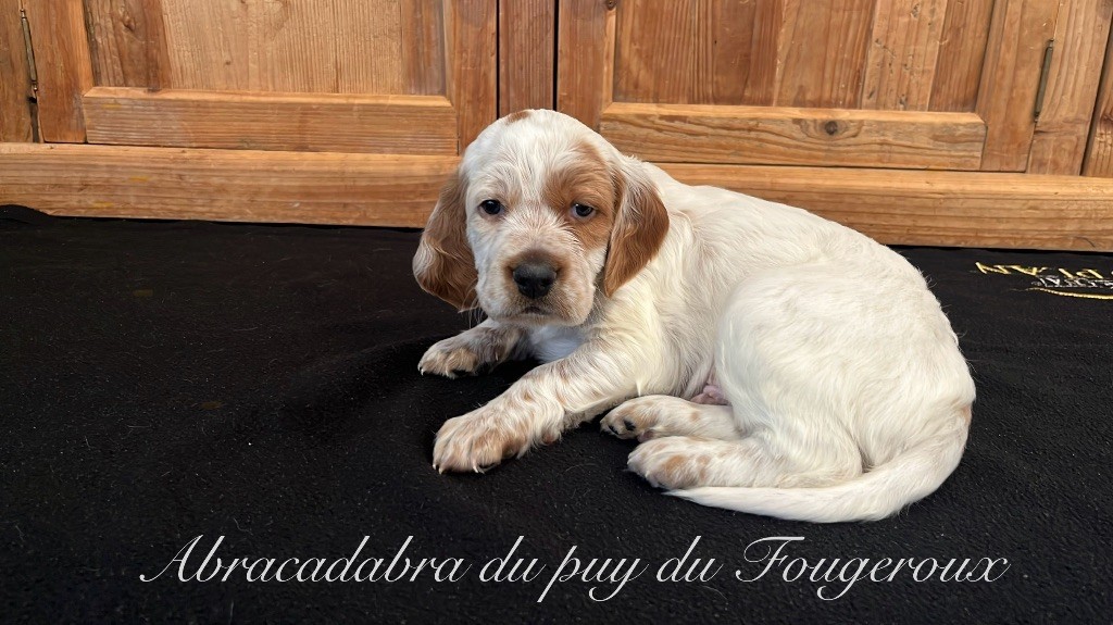 Du Puy Du Fougeroux - Chiots disponibles - Setter Anglais