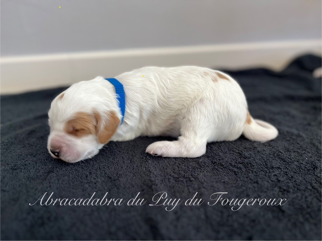 Du Puy Du Fougeroux - Chiots disponibles - Setter Anglais