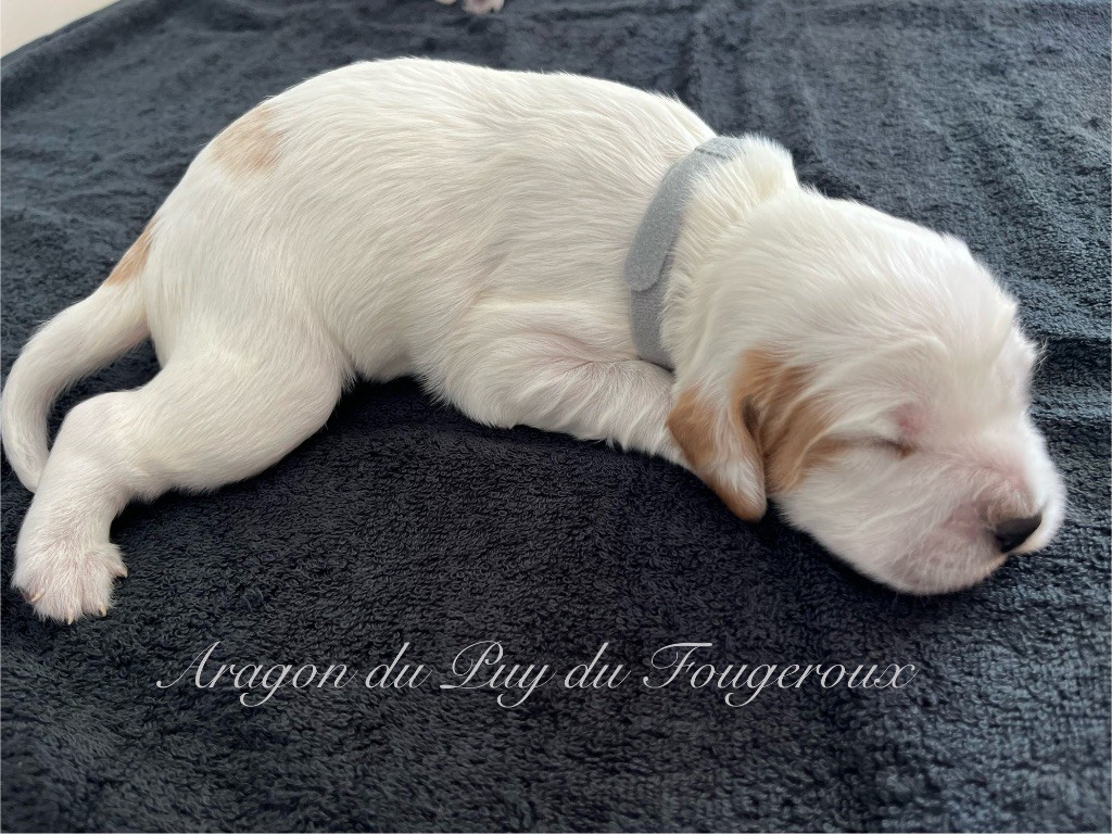 Du Puy Du Fougeroux - Chiots disponibles - Setter Anglais