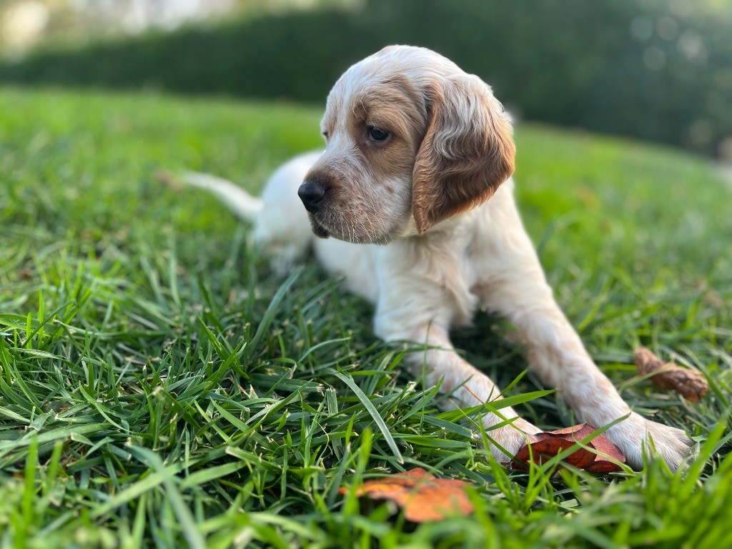 Du Puy Du Fougeroux - Chiots disponibles - Setter Anglais