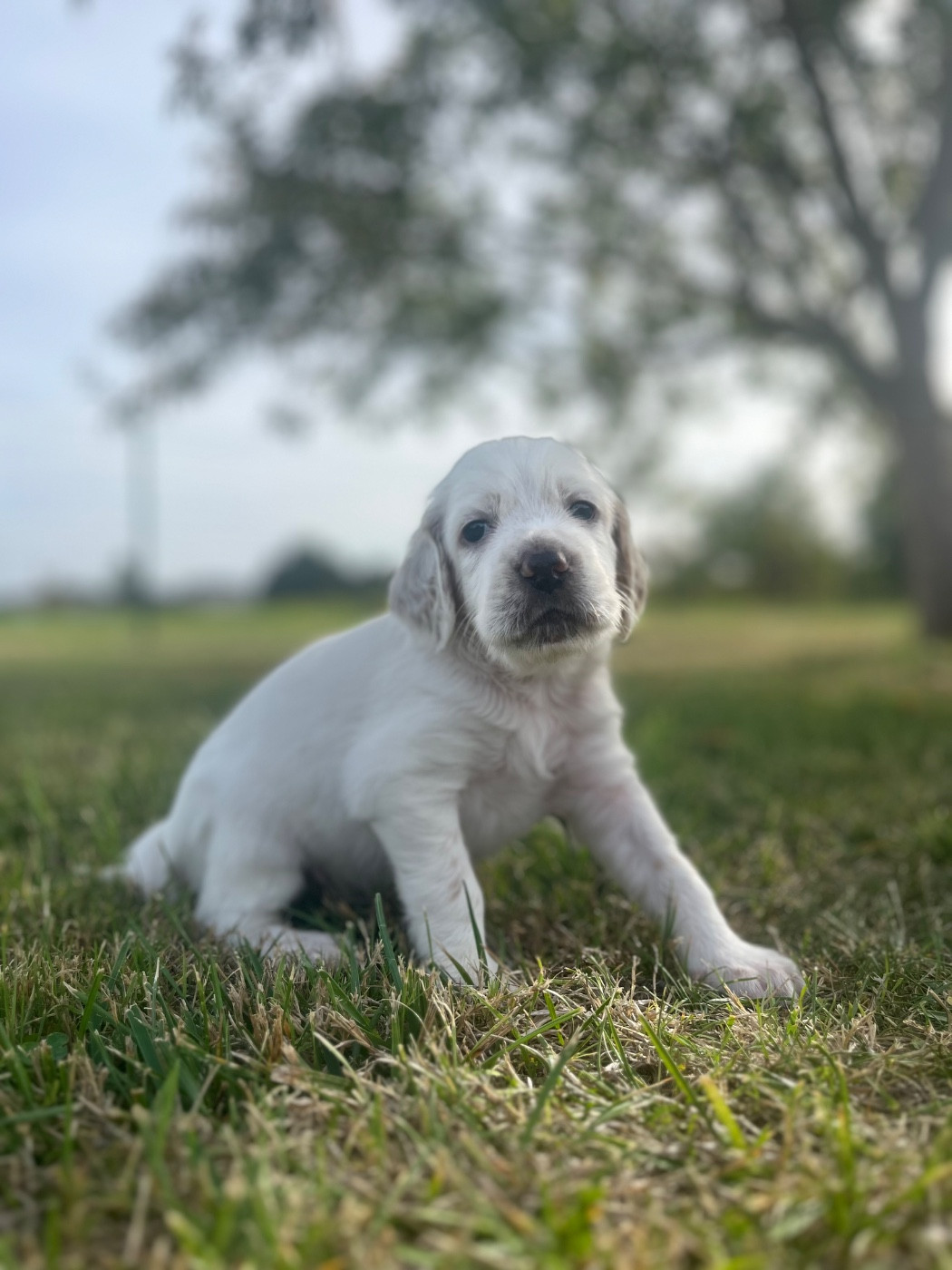 Du Puy Du Fougeroux - Chiots disponibles - Setter Anglais