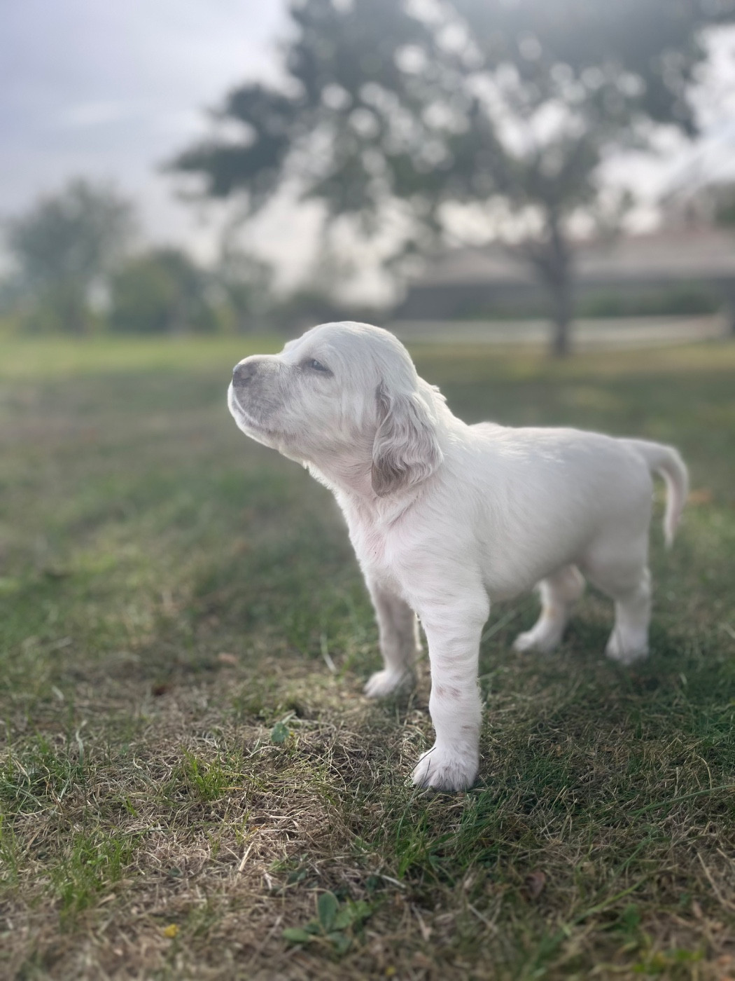 Du Puy Du Fougeroux - Chiots disponibles - Setter Anglais