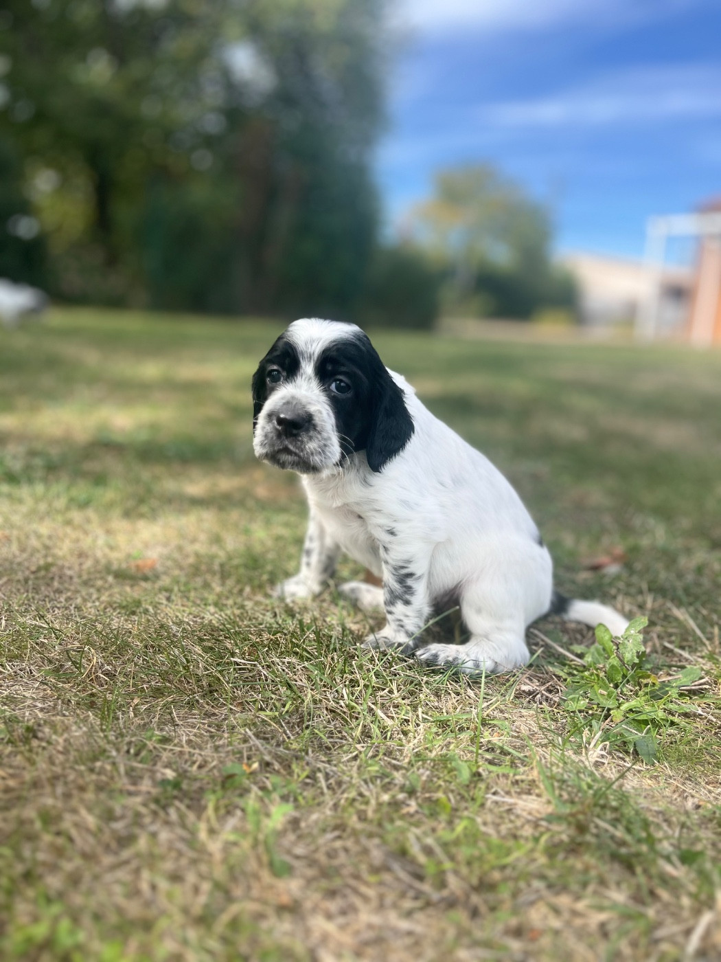 Du Puy Du Fougeroux - Chiots disponibles - Setter Anglais