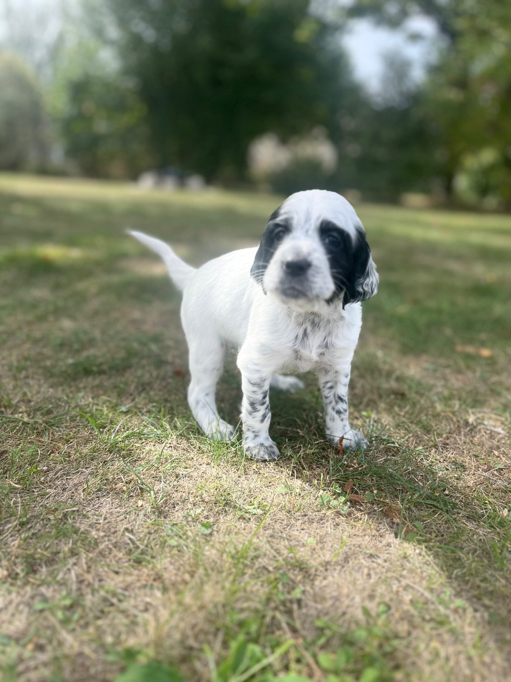 Du Puy Du Fougeroux - Chiots disponibles - Setter Anglais