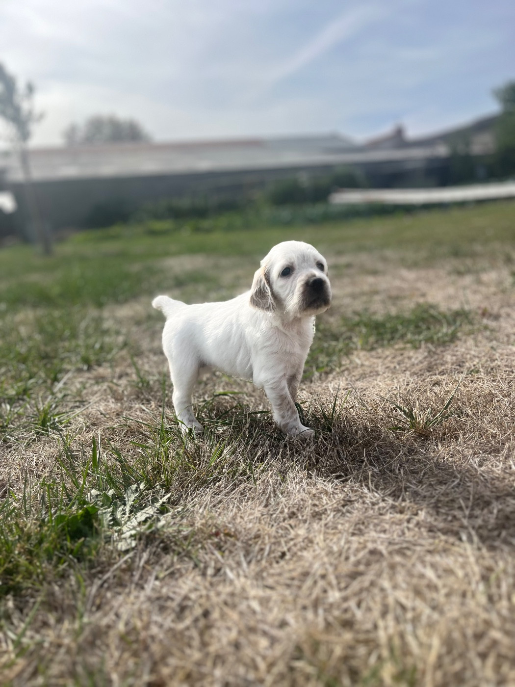 Du Puy Du Fougeroux - Chiots disponibles - Setter Anglais