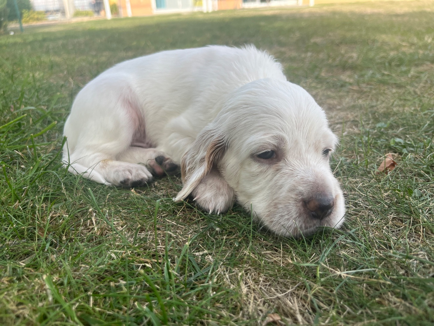 Du Puy Du Fougeroux - Chiots disponibles - Setter Anglais