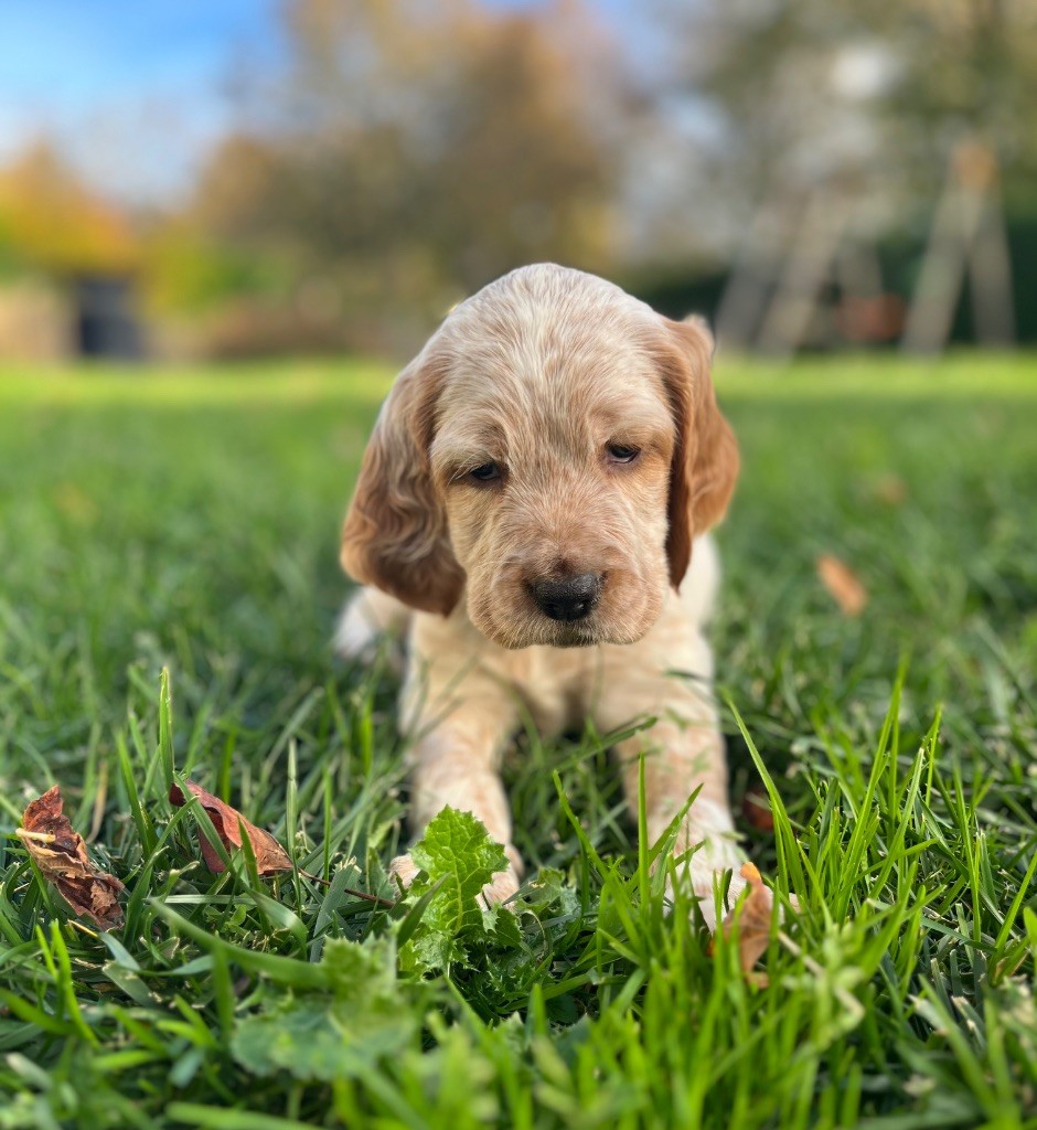Du Puy Du Fougeroux - Chiots disponibles - Setter Anglais
