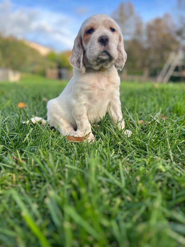 Du Puy Du Fougeroux - Chiots disponibles - Setter Anglais