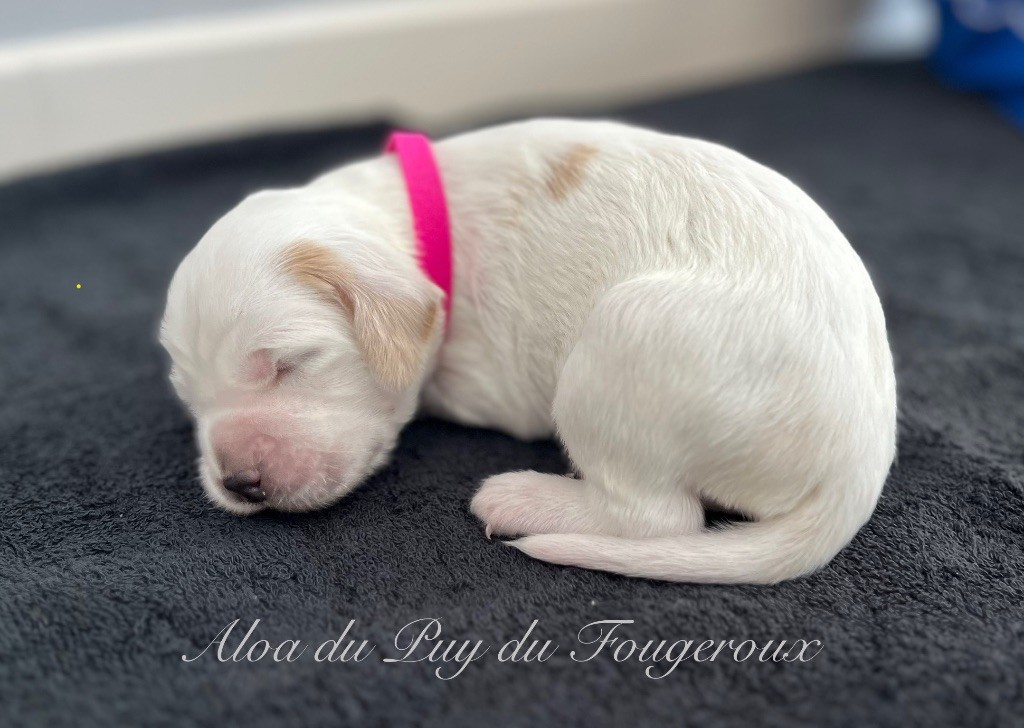 Du Puy Du Fougeroux - Chiots disponibles - Setter Anglais