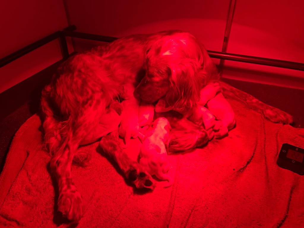 Chiot Setter Anglais Du Puy Du Fougeroux