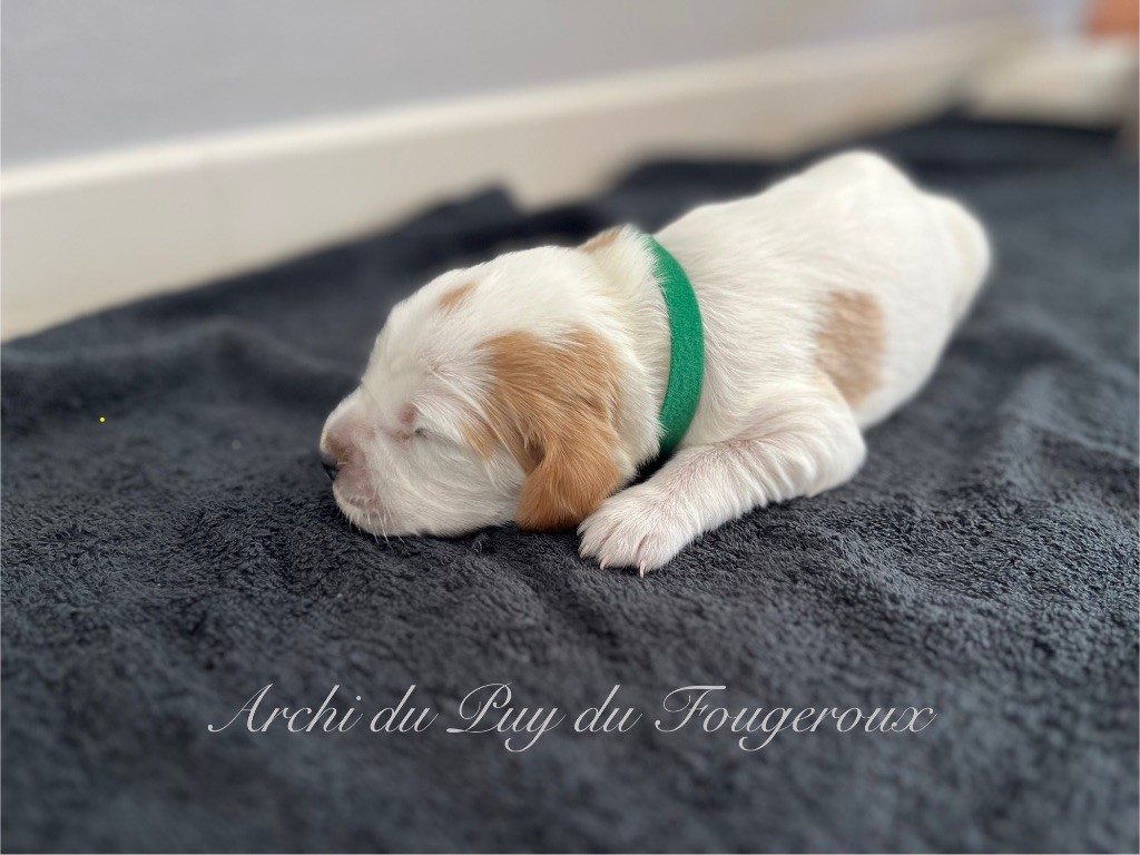 Du Puy Du Fougeroux - Chiots disponibles - Setter Anglais