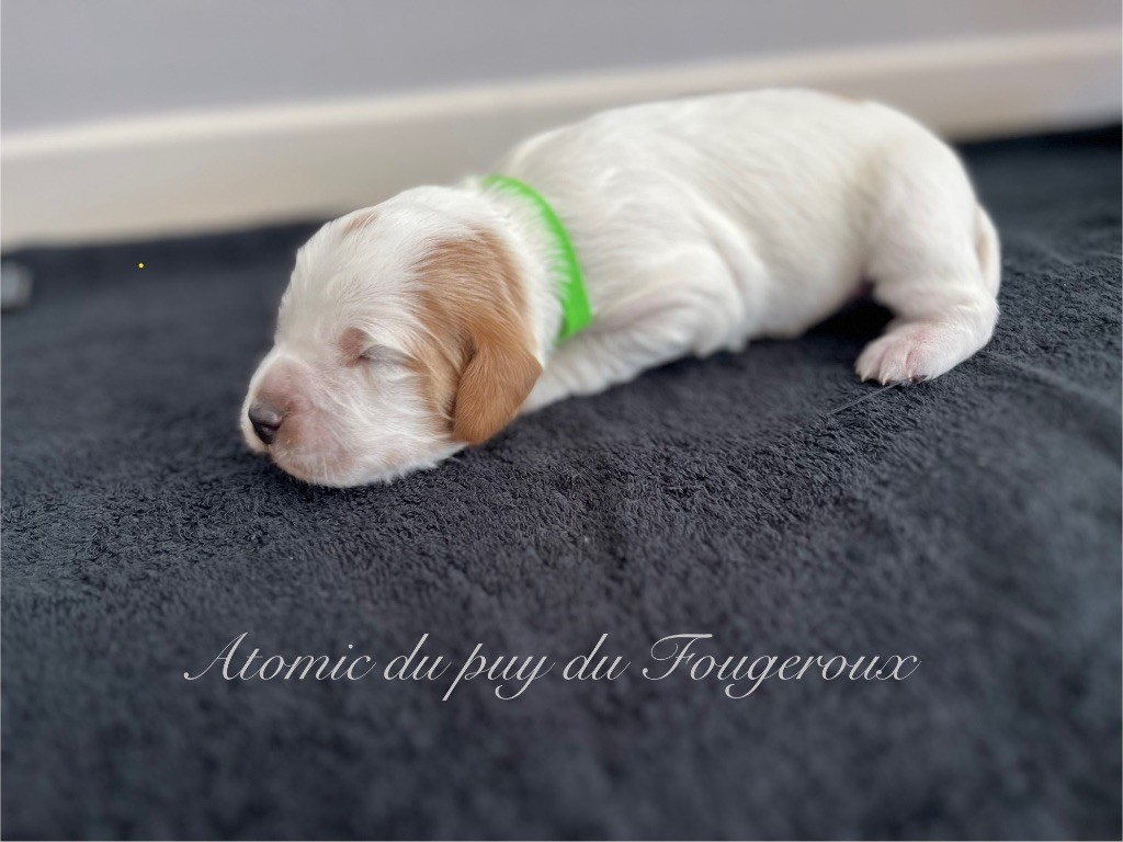 Du Puy Du Fougeroux - Chiots disponibles - Setter Anglais