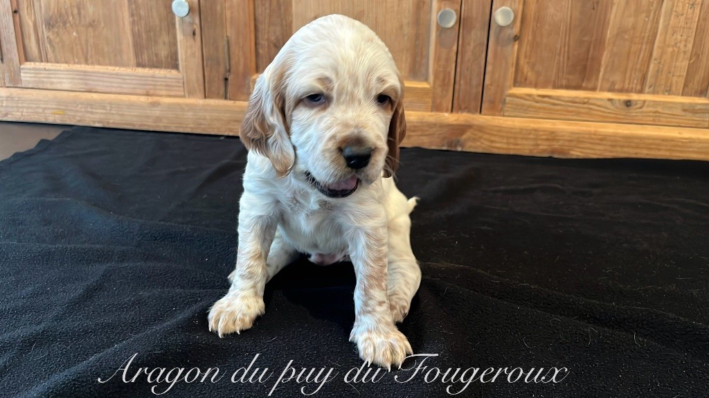 Du Puy Du Fougeroux - Chiots disponibles - Setter Anglais
