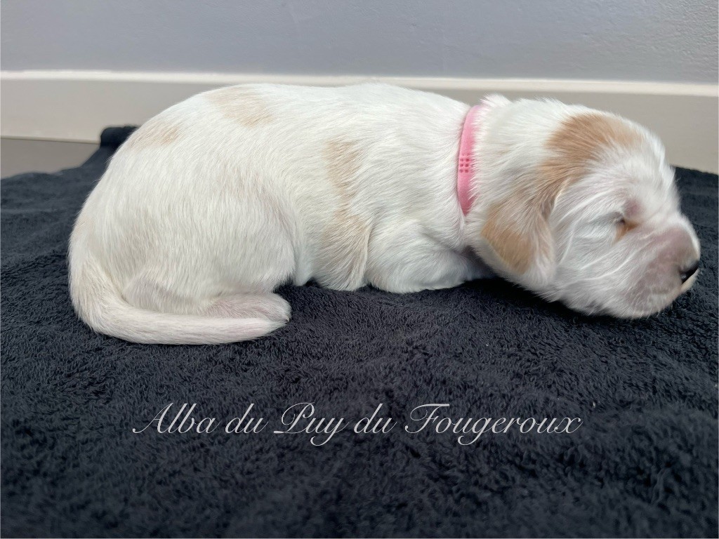 Du Puy Du Fougeroux - Chiots disponibles - Setter Anglais