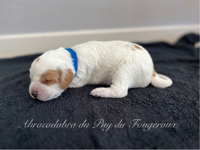 CHIOT