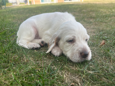 Chiot N°10