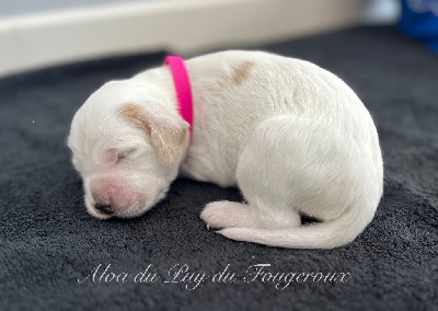 CHIOT