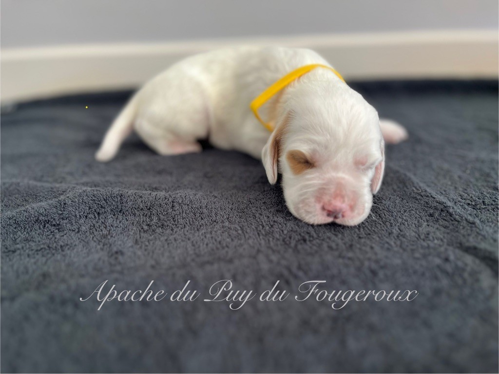 Du Puy Du Fougeroux - Chiots disponibles - Setter Anglais