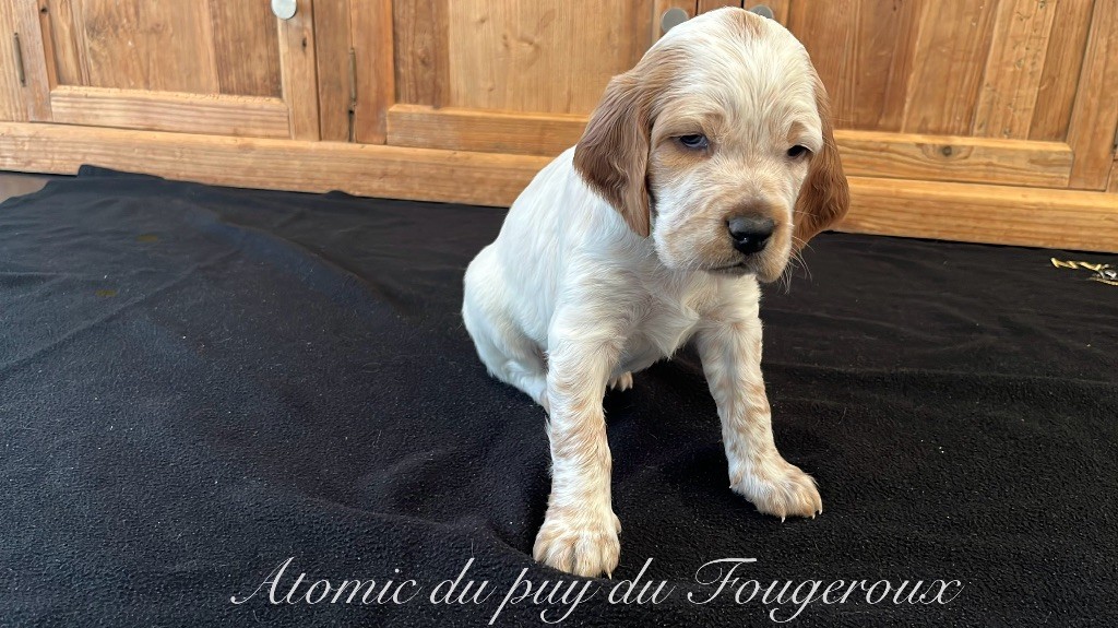 Du Puy Du Fougeroux - Chiots disponibles - Setter Anglais