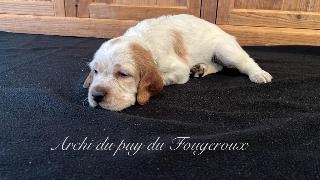 Du Puy Du Fougeroux - Chiots disponibles - Setter Anglais