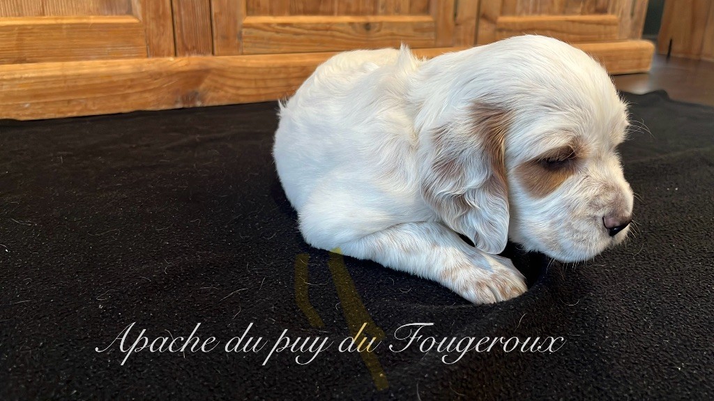Du Puy Du Fougeroux - Chiots disponibles - Setter Anglais